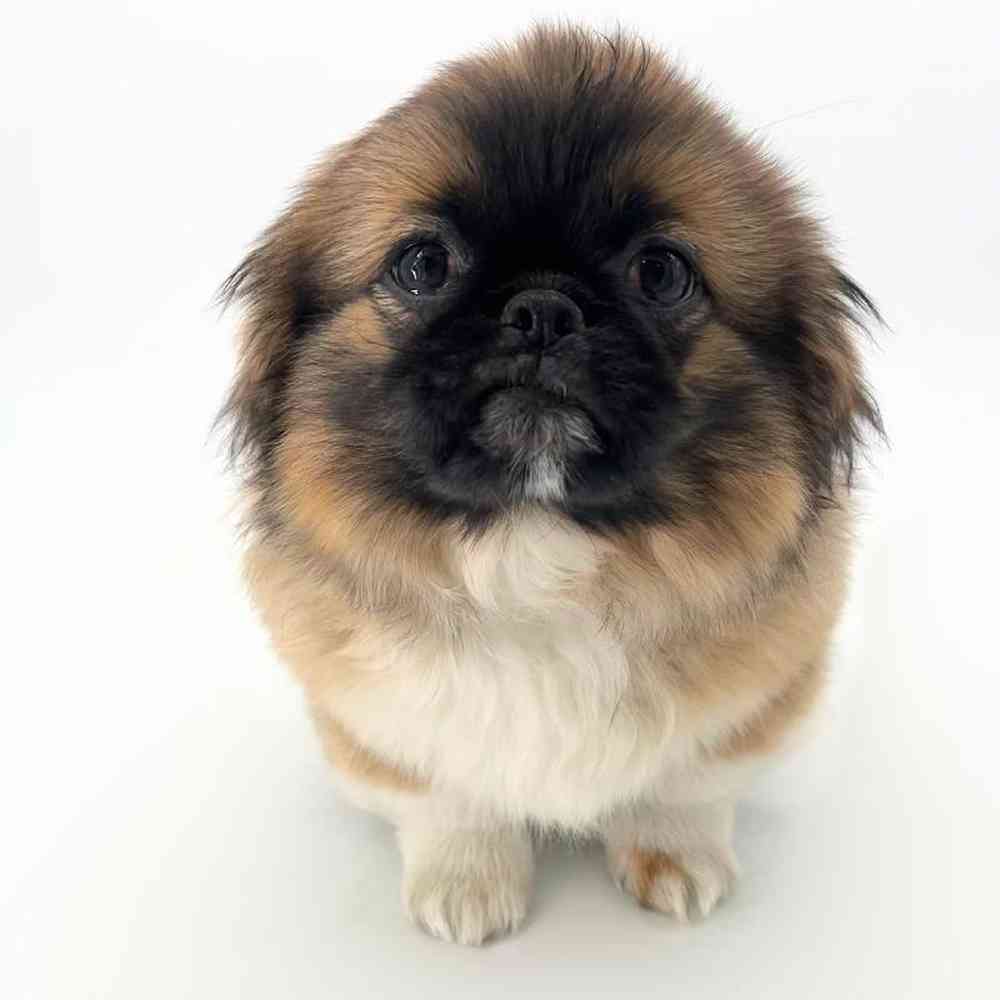 pet breed image