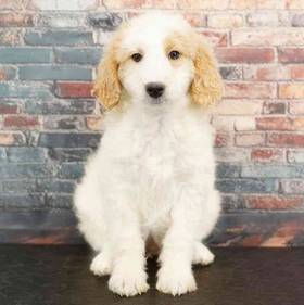 2nd Gen Mini Goldendoodle