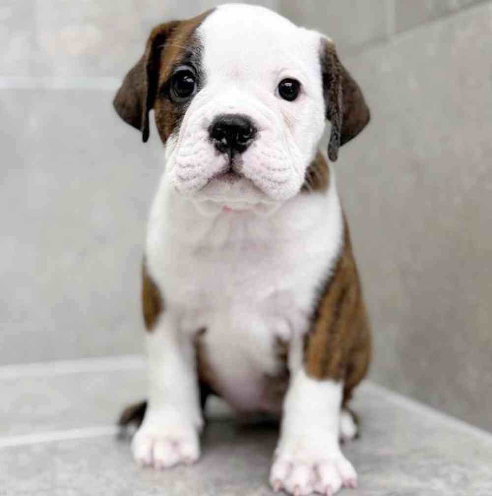 Image of a pet breed in the gallery