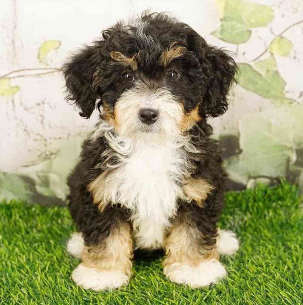 Image of a pet breed in the gallery