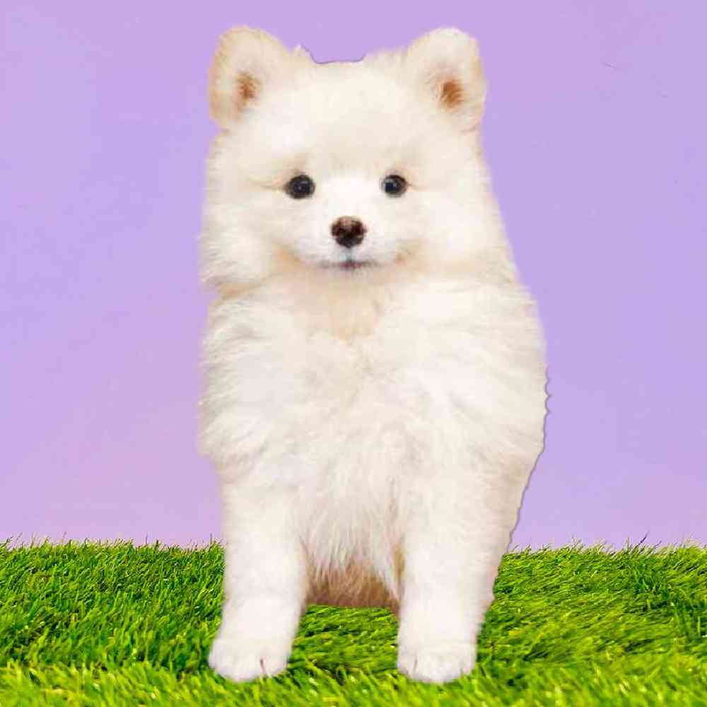 Female Pomeranian Puppy for Sale in Puyallup, WA