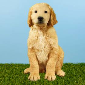 2nd Gen Standard Goldendoodle