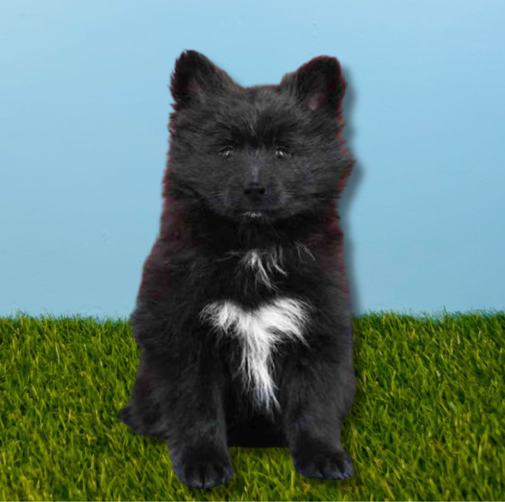 carousel pet images