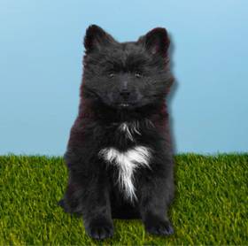 Pomeranian