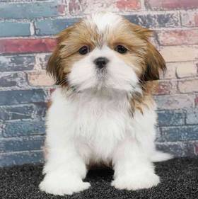 Shih Tzu
