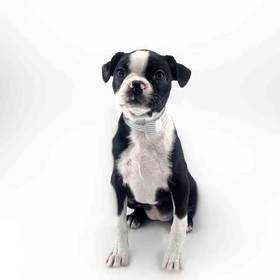 Boston Terrier