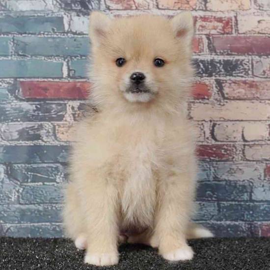 Pomsky