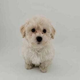 Maltipoo