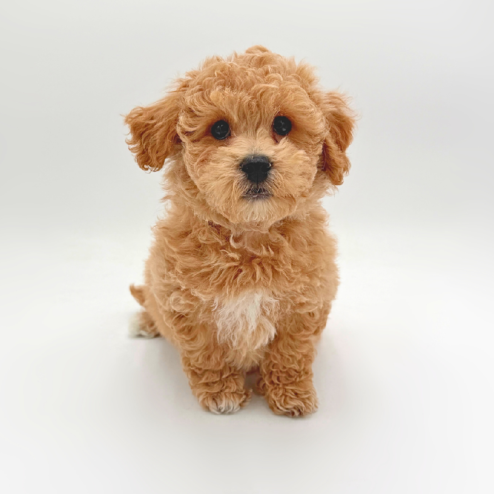 Image of a pet breed in the gallery