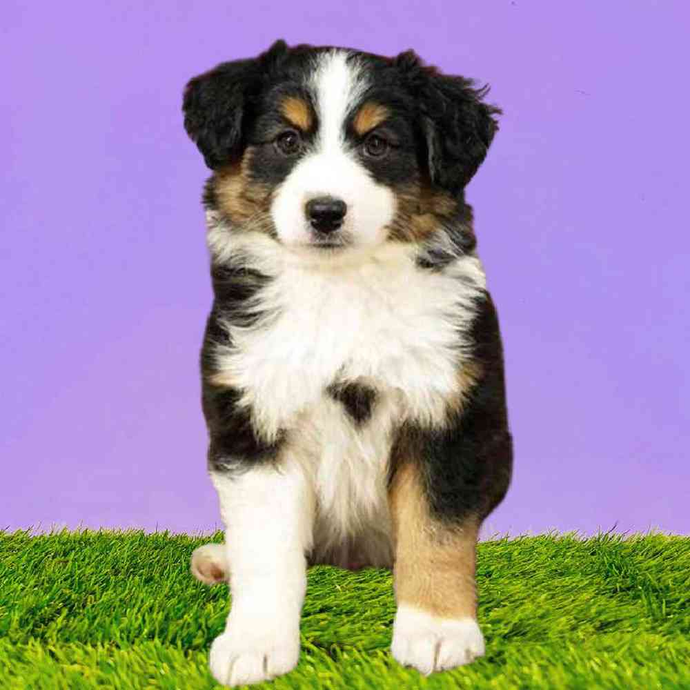 Male Australian Shepherd Puppy for Sale in Puyallup, WA