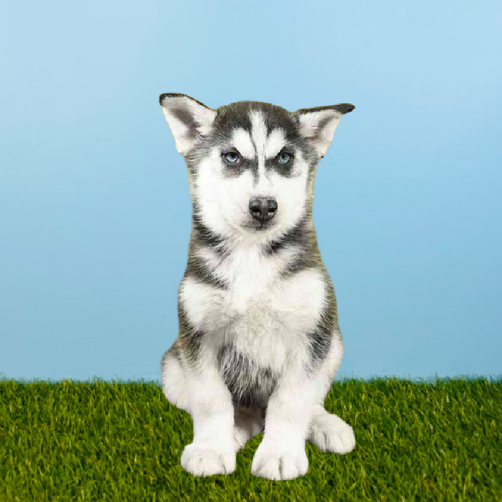 Male Siberian Husky Puppy for Sale in Pasadena, TX