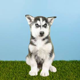 Siberian Husky