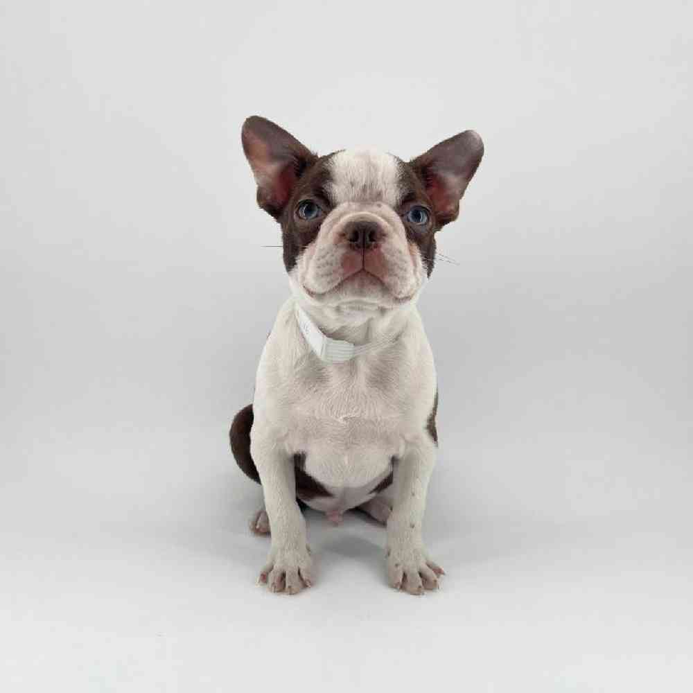 pet breed image