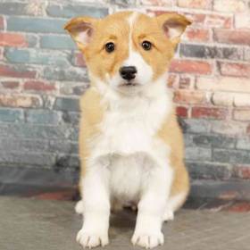 Pembroke Welsh Corgi