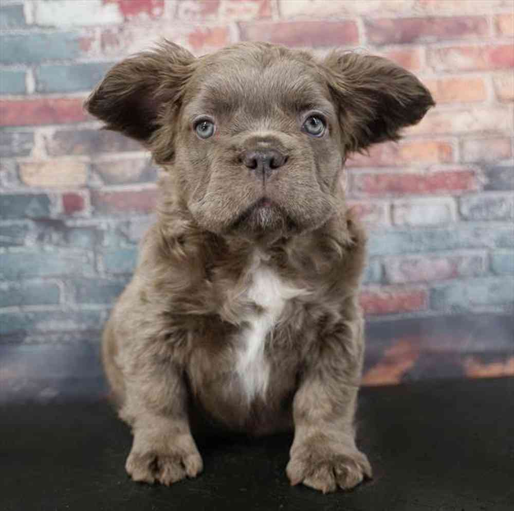 Image of a pet breed in the gallery