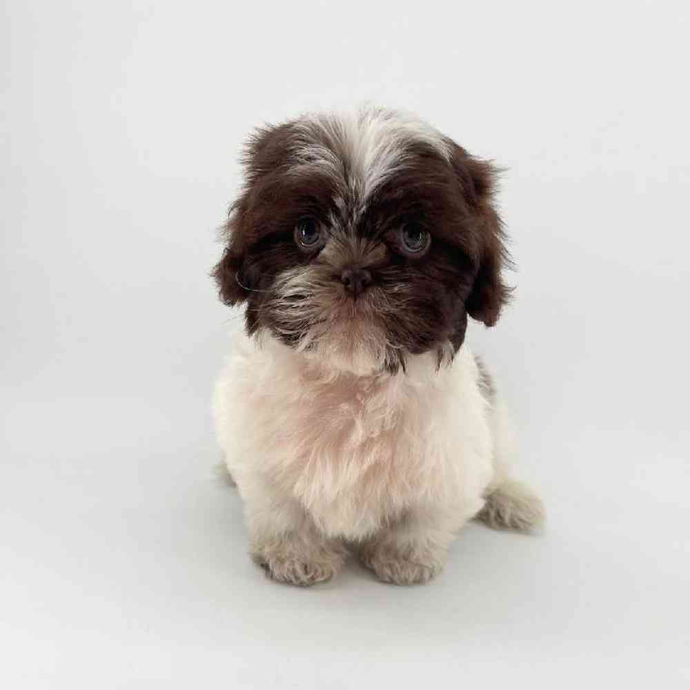 pet breed image