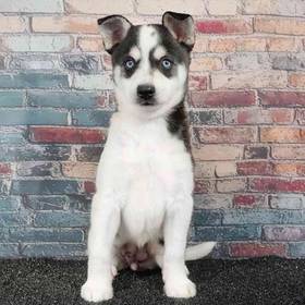 Alaskan Klee Kai