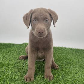Labrador Retriever