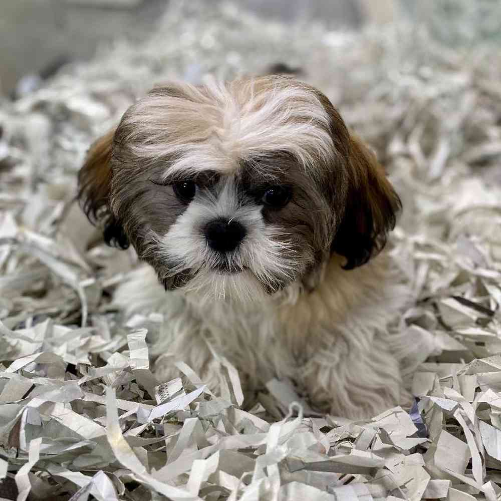 Male Shih Tzu Puppy for Sale in Meridian, ID