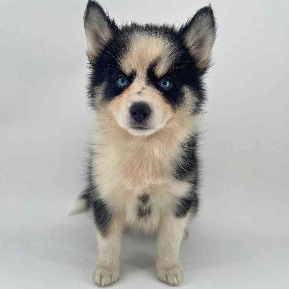 pet breed image