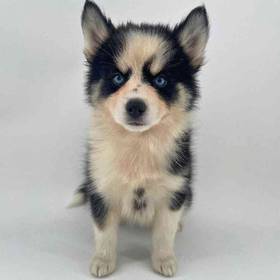 Pomsky