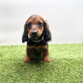 Dachshund