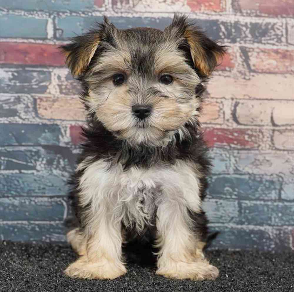 Image of a pet breed in the gallery