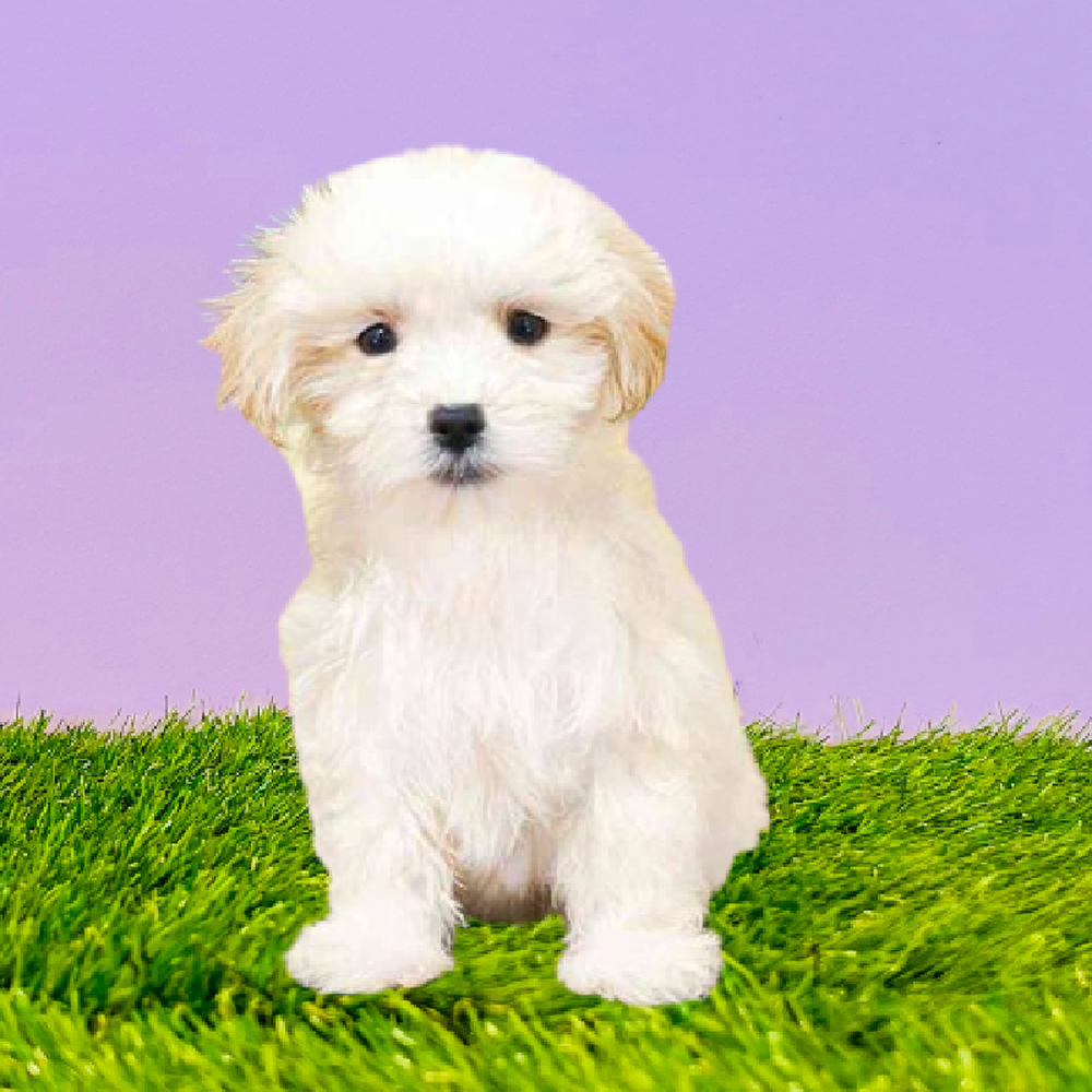 Female Malshi Puppy for Sale in Marietta, GA