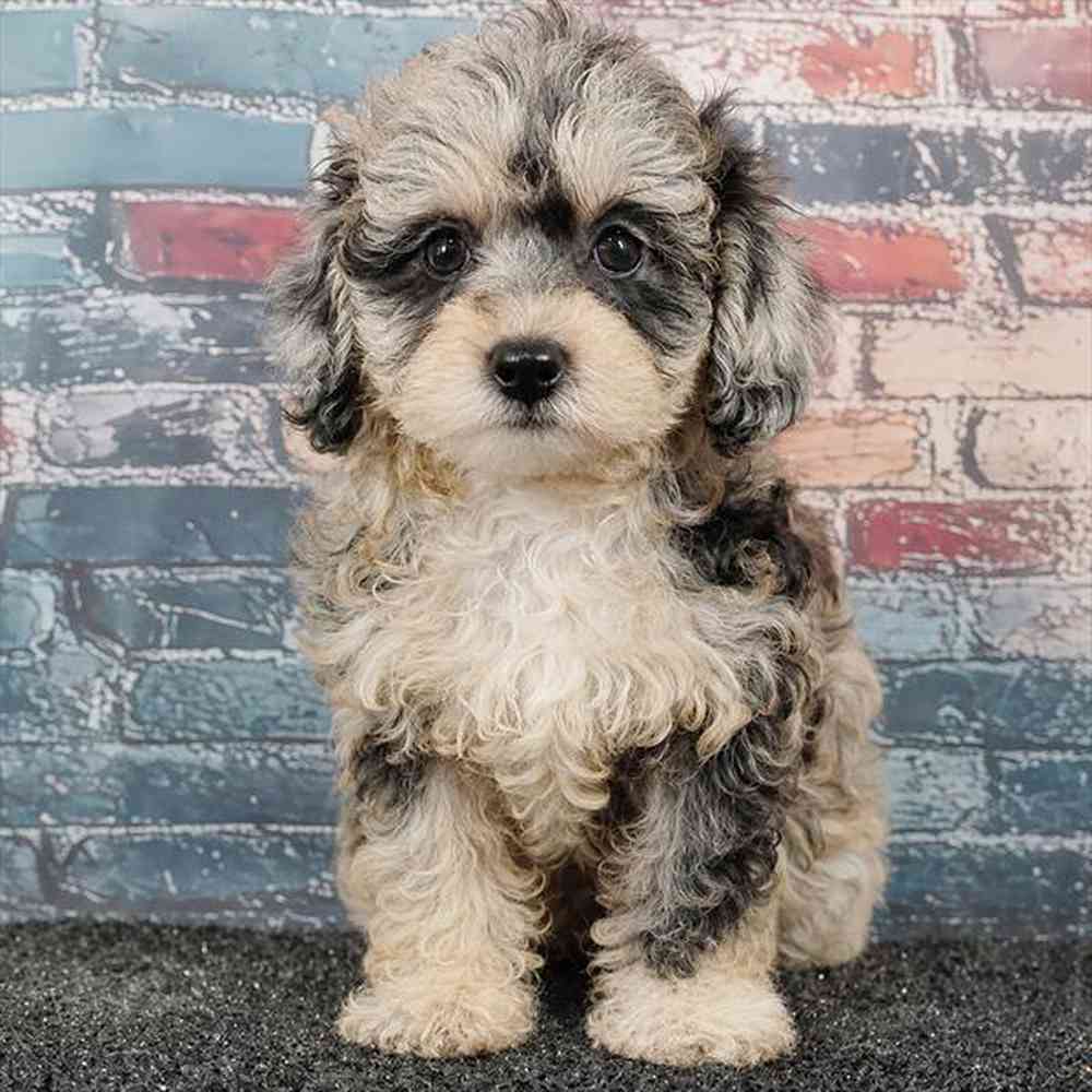 Image of a pet breed in the gallery
