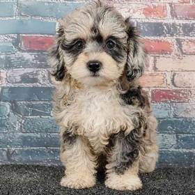 Shizapoo