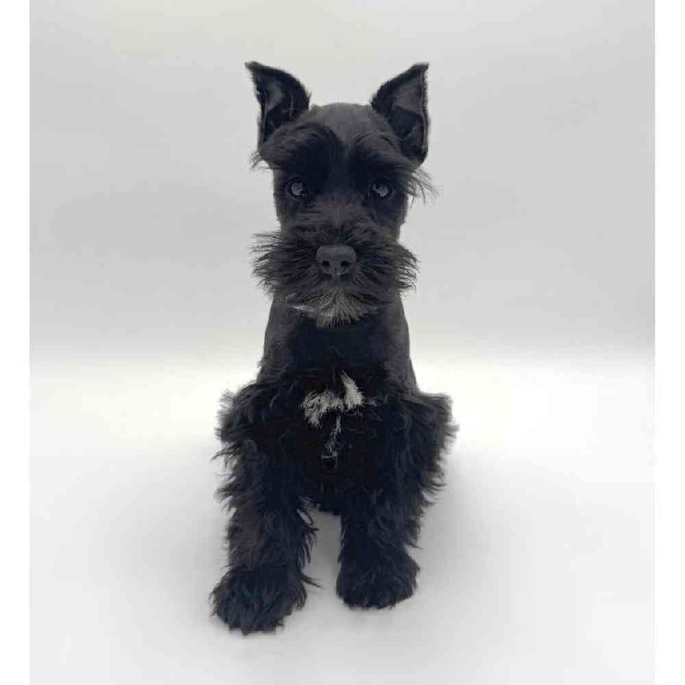 Image of a pet breed in the gallery