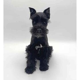 Mini Schnauzer