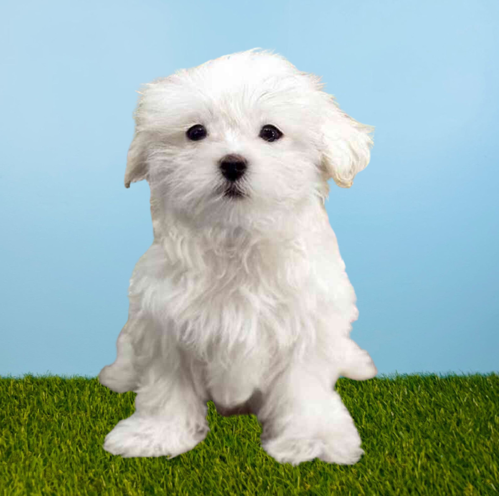 Female Maltese Puppy for Sale in Pasadena, TX