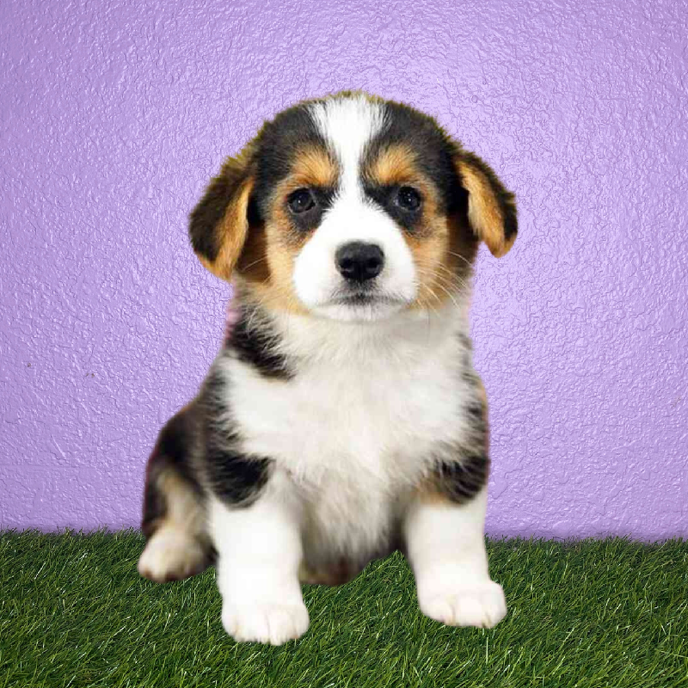 Female Pembroke Welsh Corgi Puppy for Sale in New Braunfels, TX