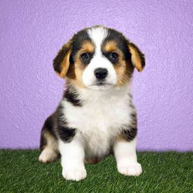 Pembroke Welsh Corgi