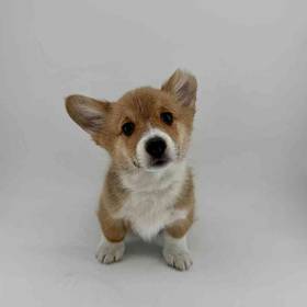 Pembroke Welsh Corgi