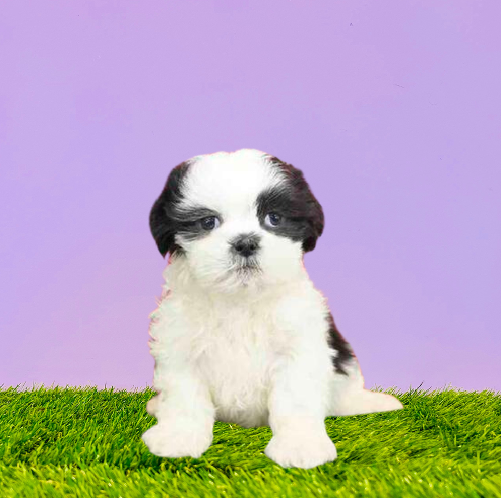 carousel pet images