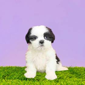 Shih Tzu