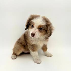 Mini Australian Shepherd