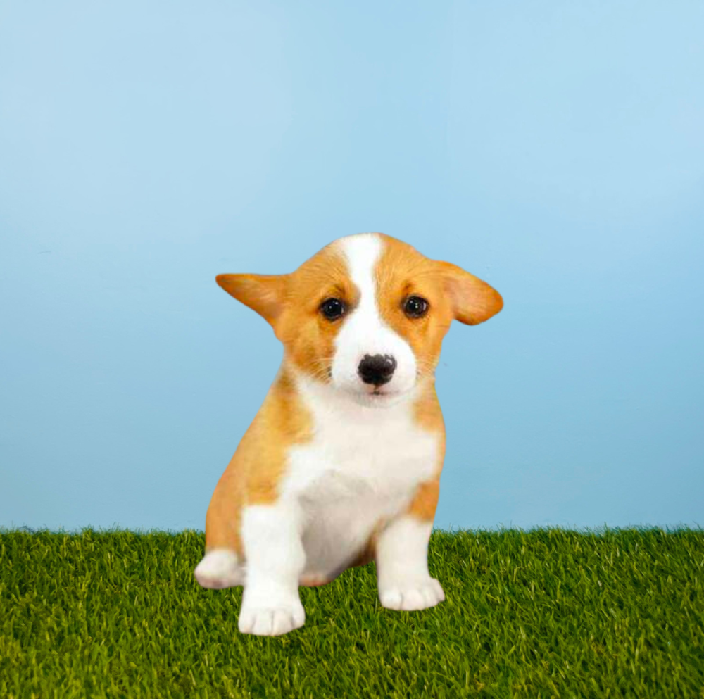 carousel pet images