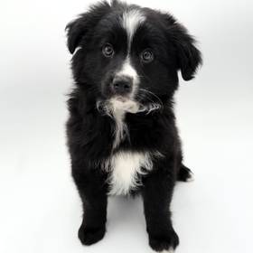 Mini Australian Shepherd
