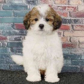 Maltipoo