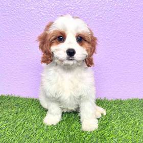 Cavapoo