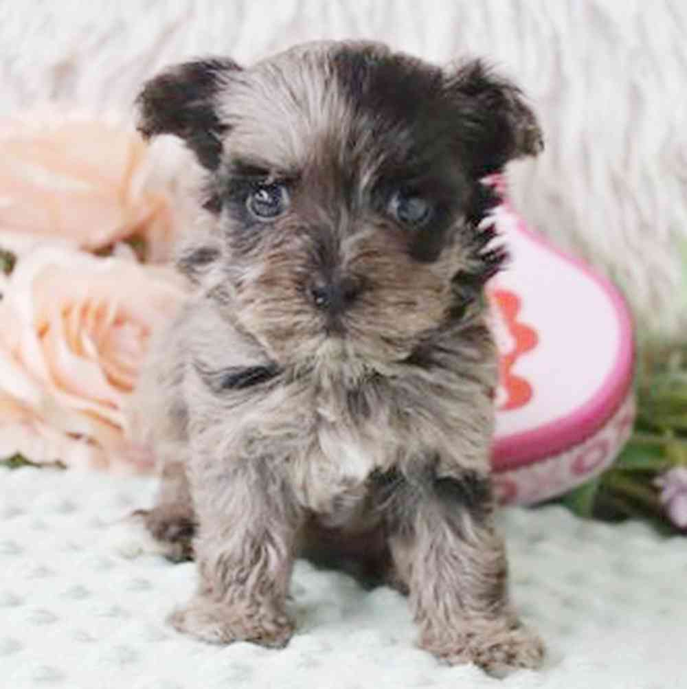 pet breed image