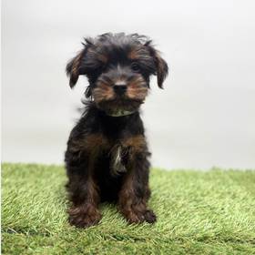 Yorkie