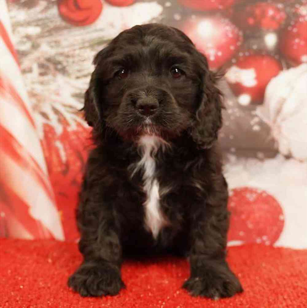 Image of a pet breed in the gallery