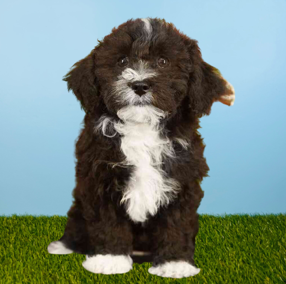 Female Shizapoo Puppy for Sale in Tolleson, AZ