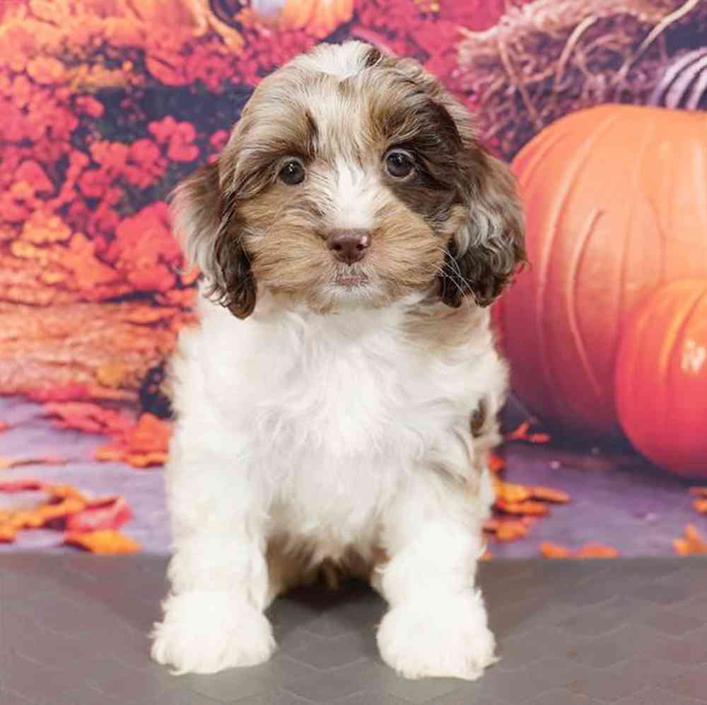 Image of a pet breed in the gallery