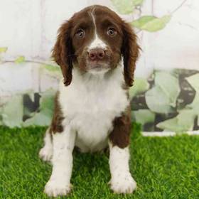 English Springer Spaniel