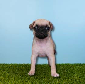 Pug